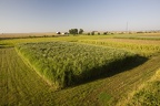 Miscanthus1 044.jpg